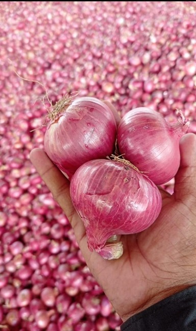 Onion